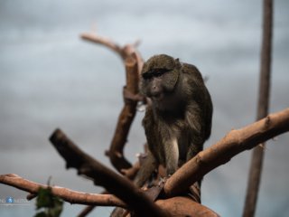 Allen&rsquo;s Swamp Monkey [Lincoln Park Zoo - Chicago, IL]
