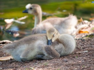 Sleepy Baby Goose [Aldridge Gardens - Hoover, AL]