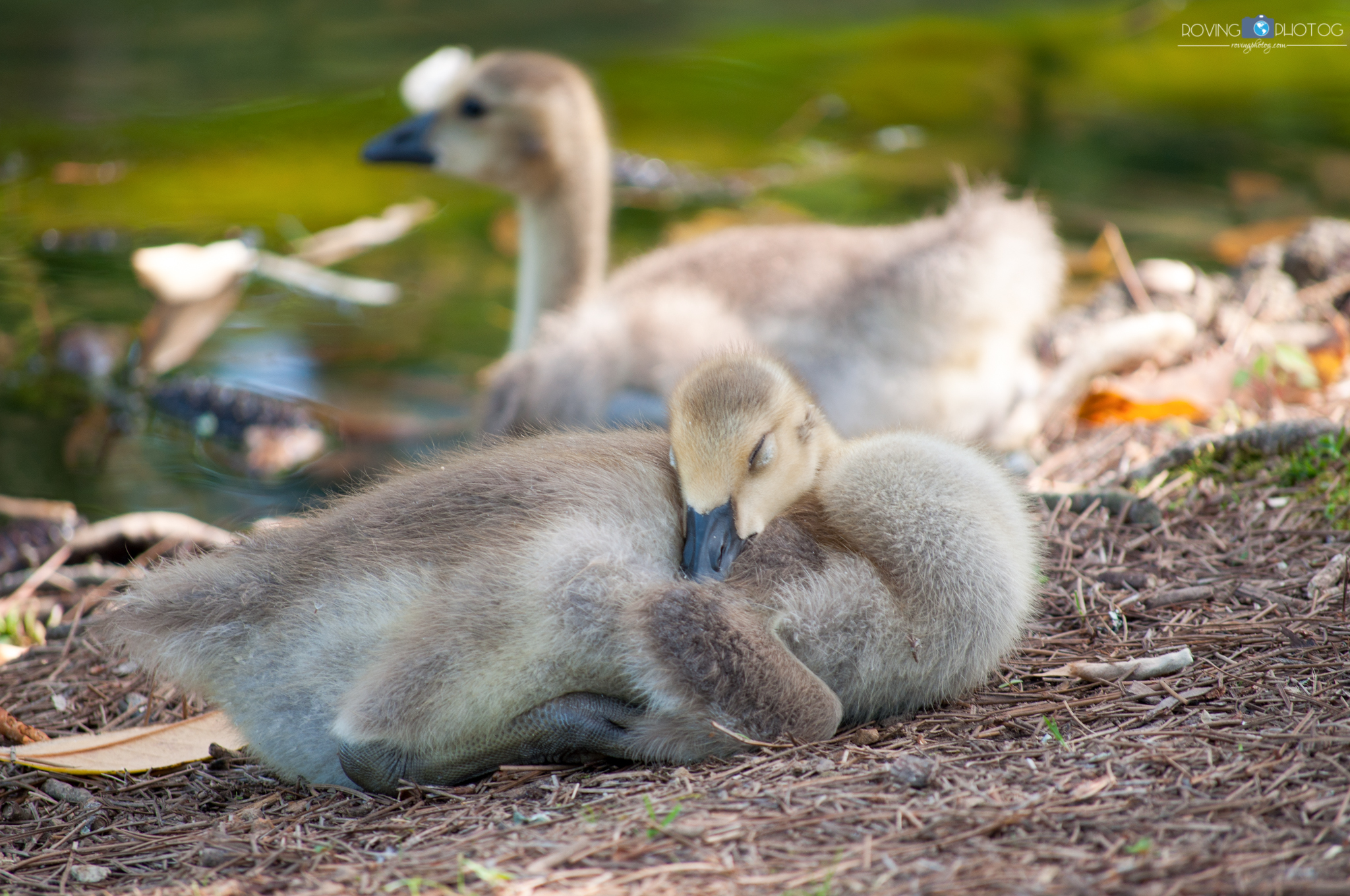 Sleepy Baby Goose [Aldridge Gardens - Hoover, AL]