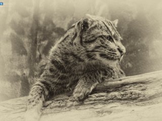 An artistic take on a snap of a big cat [Birmingham Zoo - Birmingham, AL]