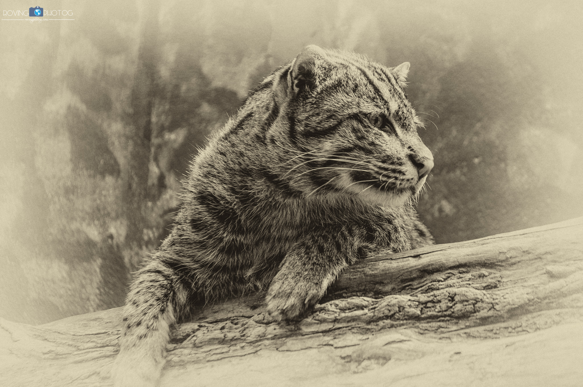 An artistic take on a snap of a big cat [Birmingham Zoo - Birmingham, AL]