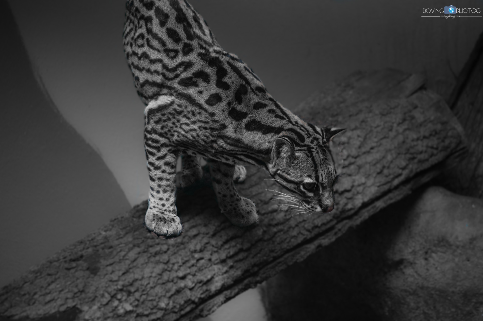 On the hunt [Birmingham Zoo - Birmingham, AL]