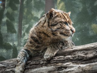 A moment of rest and reflection [Birmingham Zoo - Birmingham, AL]