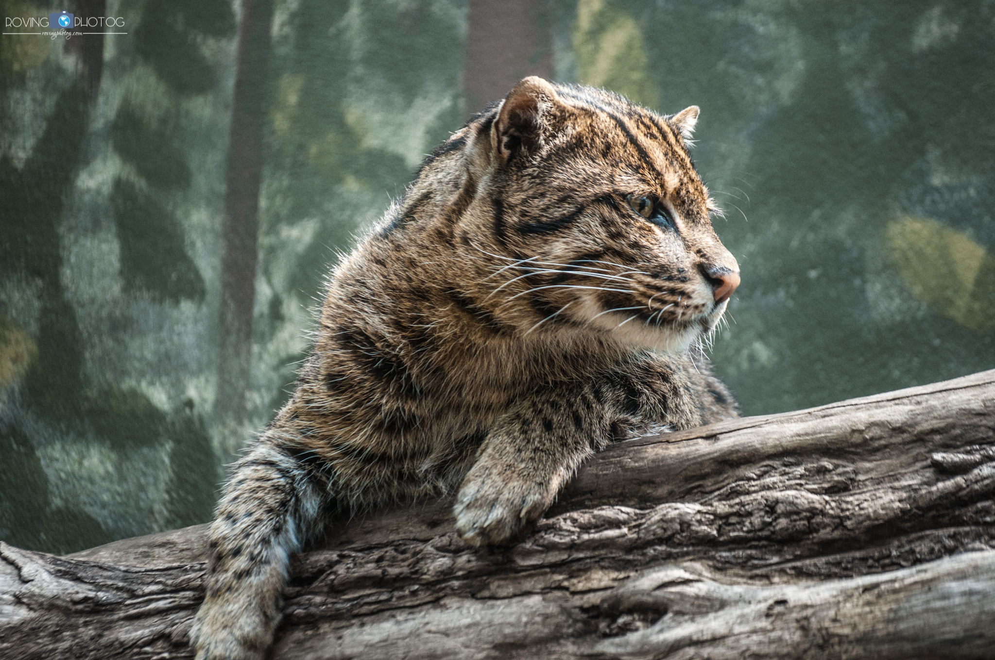 A moment of rest and reflection [Birmingham Zoo - Birmingham, AL]