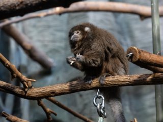 Bolivian Gray Titi Monkey [Lincoln Park Zoo - Chicago, IL]