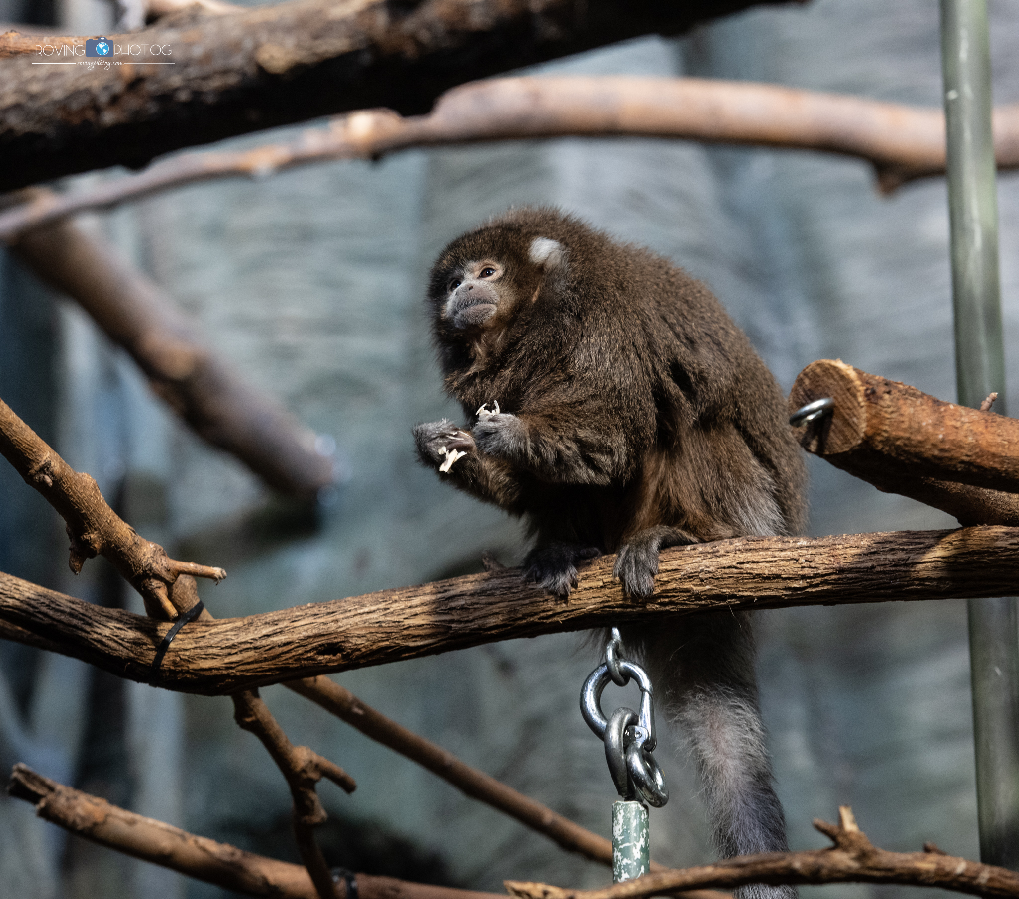 Bolivian Gray Titi Monkey [Lincoln Park Zoo - Chicago, IL]]
