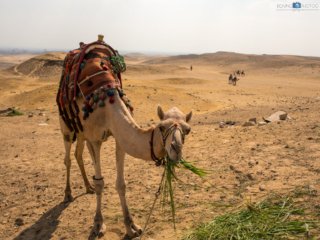 Camel [Giza Necropolis - Giza Governorate, Egypt]