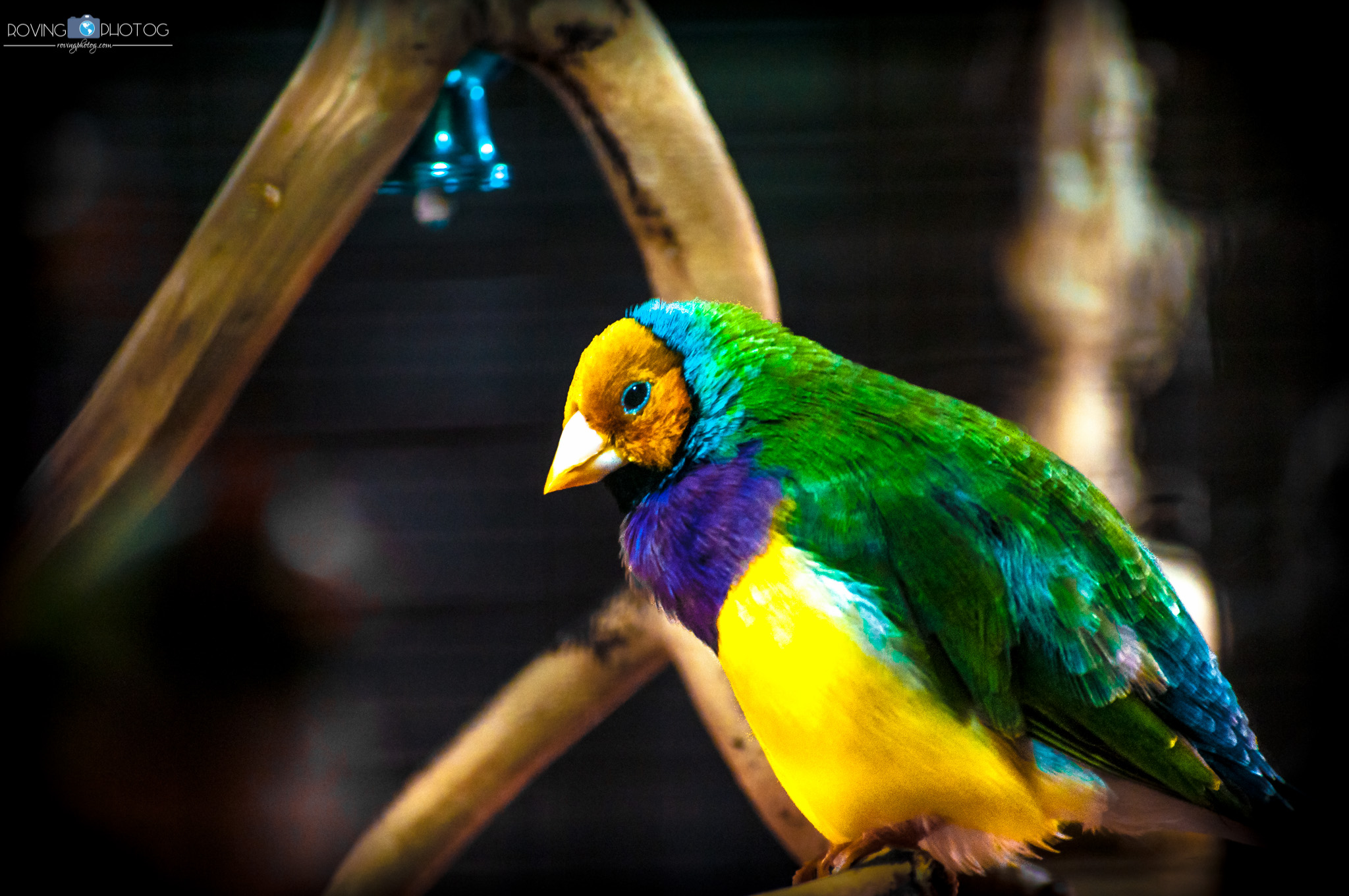 Covering the Full Color Palette [Audubon Butterfly Garden &amp; Insectarium - New Orleans, LA]