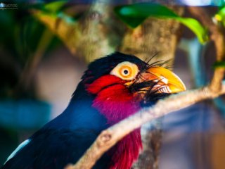 Sharing his vibrant spirit [Birmingham Zoo - Birmingham, AL]