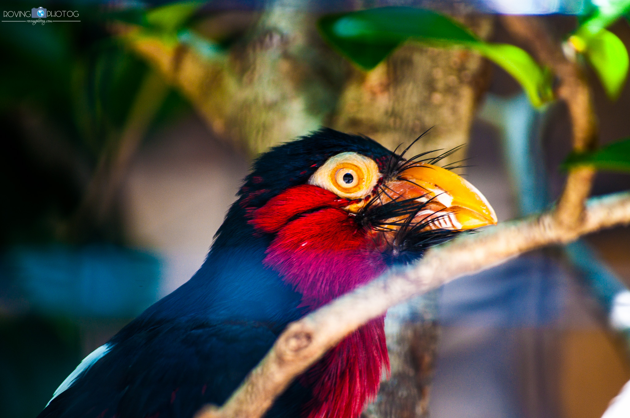 Sharing his vibrant spirit [Birmingham Zoo - Birmingham, AL]