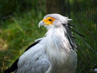 A secretary bird gives me a second of pose [Birmingham Zoo - Birmingham, AL]