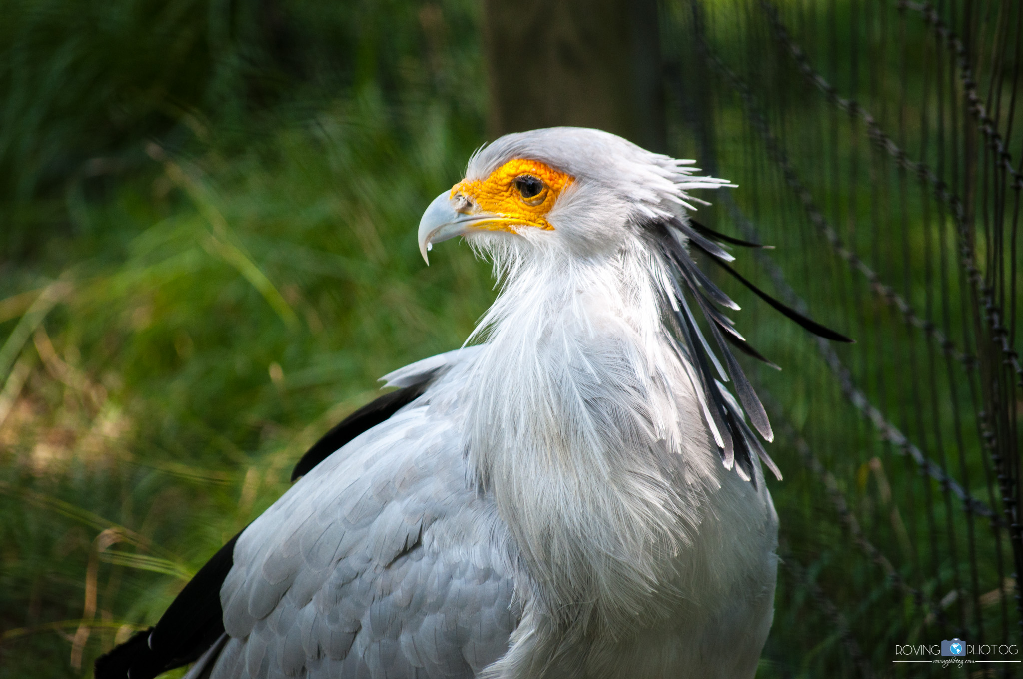 A secretary bird gives me a second of pose [Birmingham Zoo - Birmingham, AL]