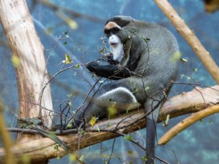 De Brazza&rsquo;s Monkey [Lincoln Park Zoo - Chicago, IL]