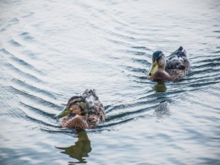 Ducks Enjoying a Nice Swim [City Park - New Orleans, LA]