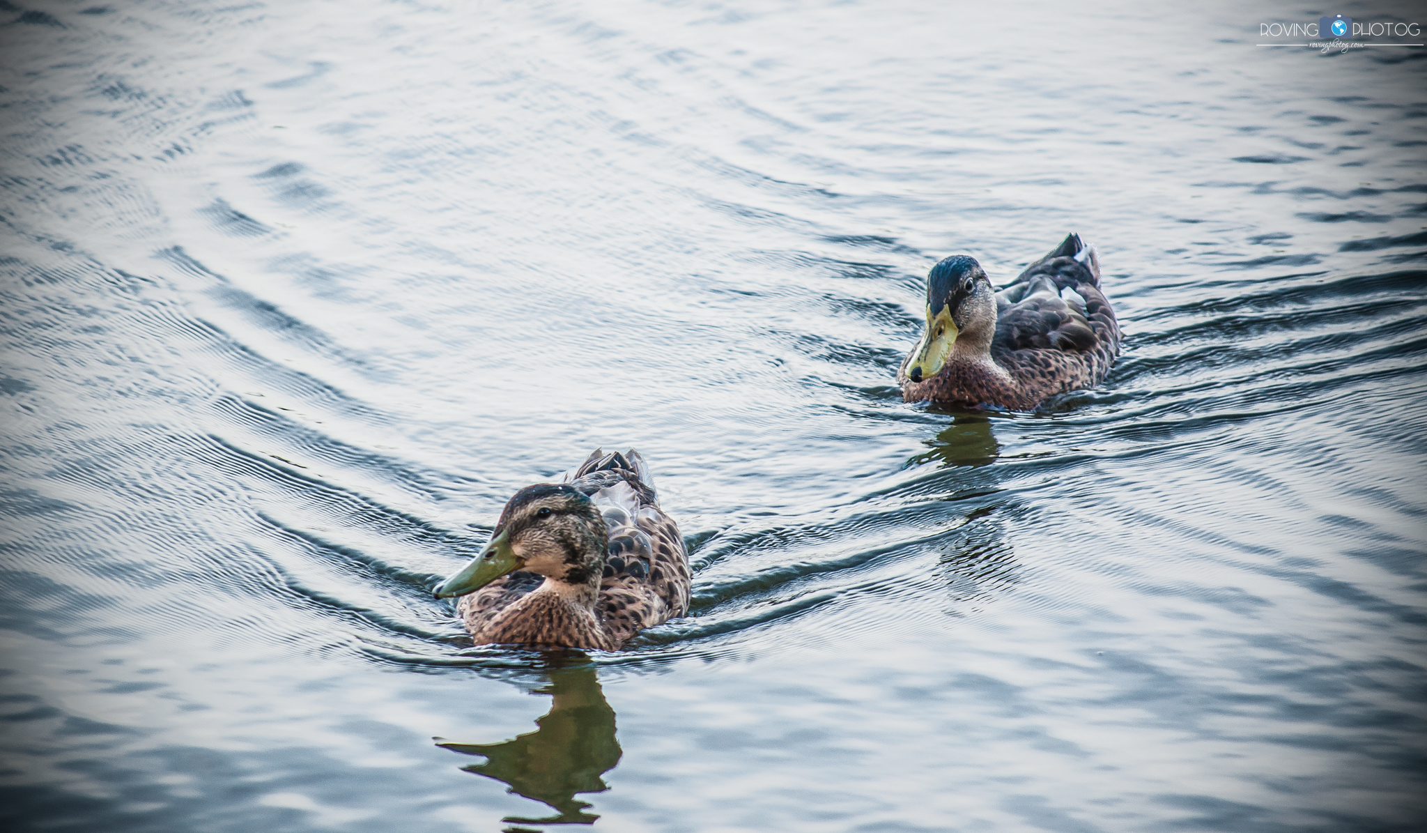 Ducks Enjoying a Nice Swim [City Park - New Orleans, LA]