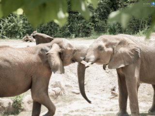 A friendly game of tug of war [Birmingham Zoo - Birmingham, AL]