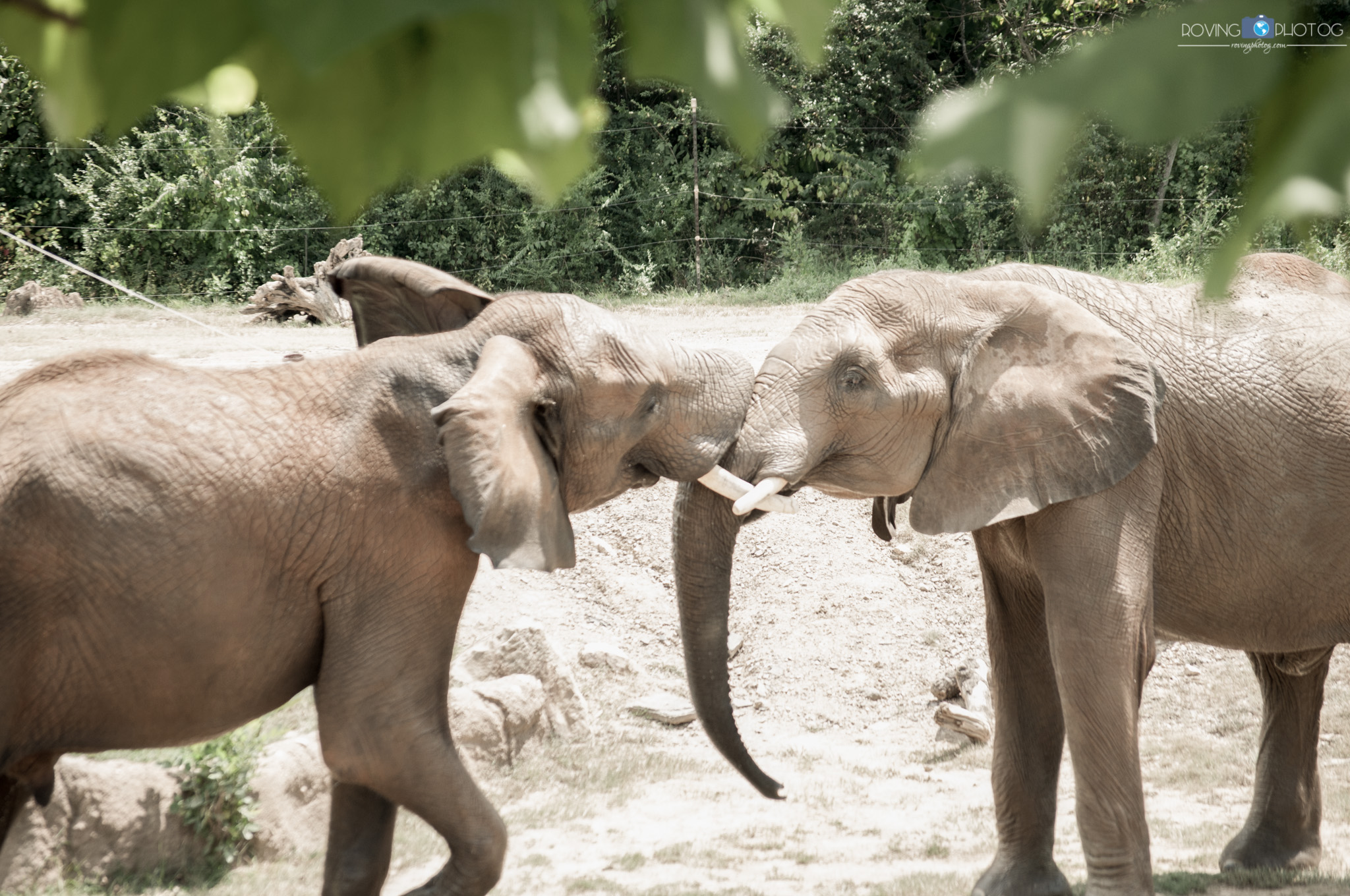 A friendly game of tug of war [Birmingham Zoo - Birmingham, AL]