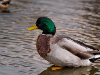 Duck Basics [Random Pond - Birmingham, AL]