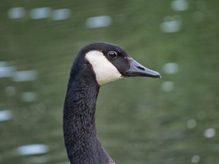 Goose [Aldridge Gardens - Hoover, AL]