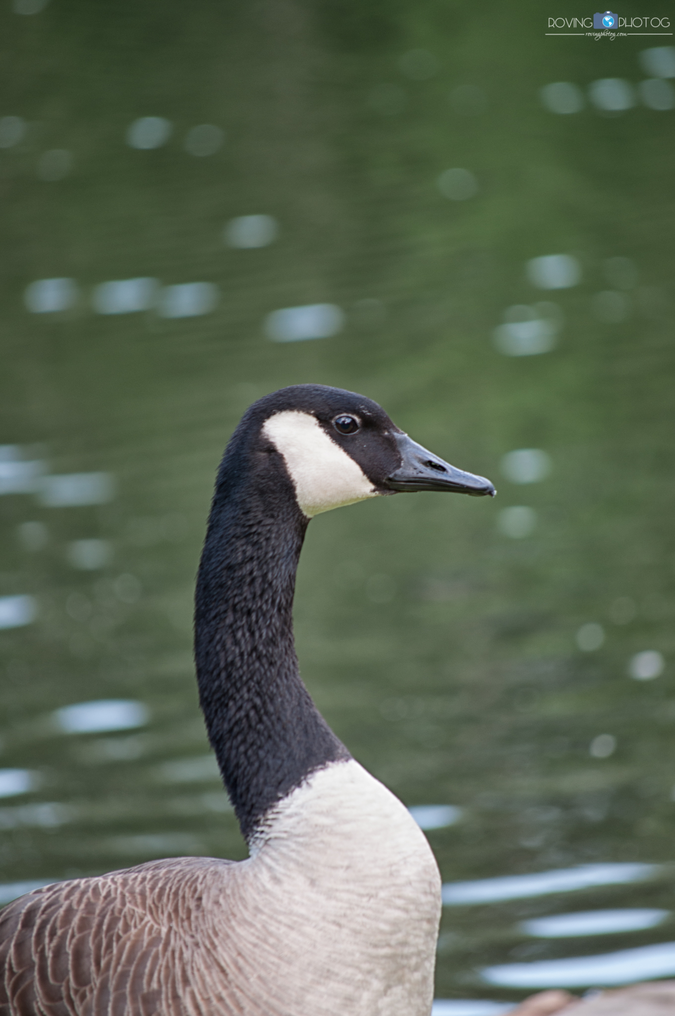 Goose [Aldridge Gardens - Hoover, AL]