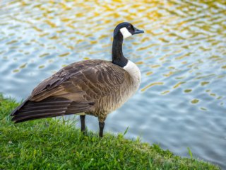 Goose [Avondale Park - Birmingham, AL]