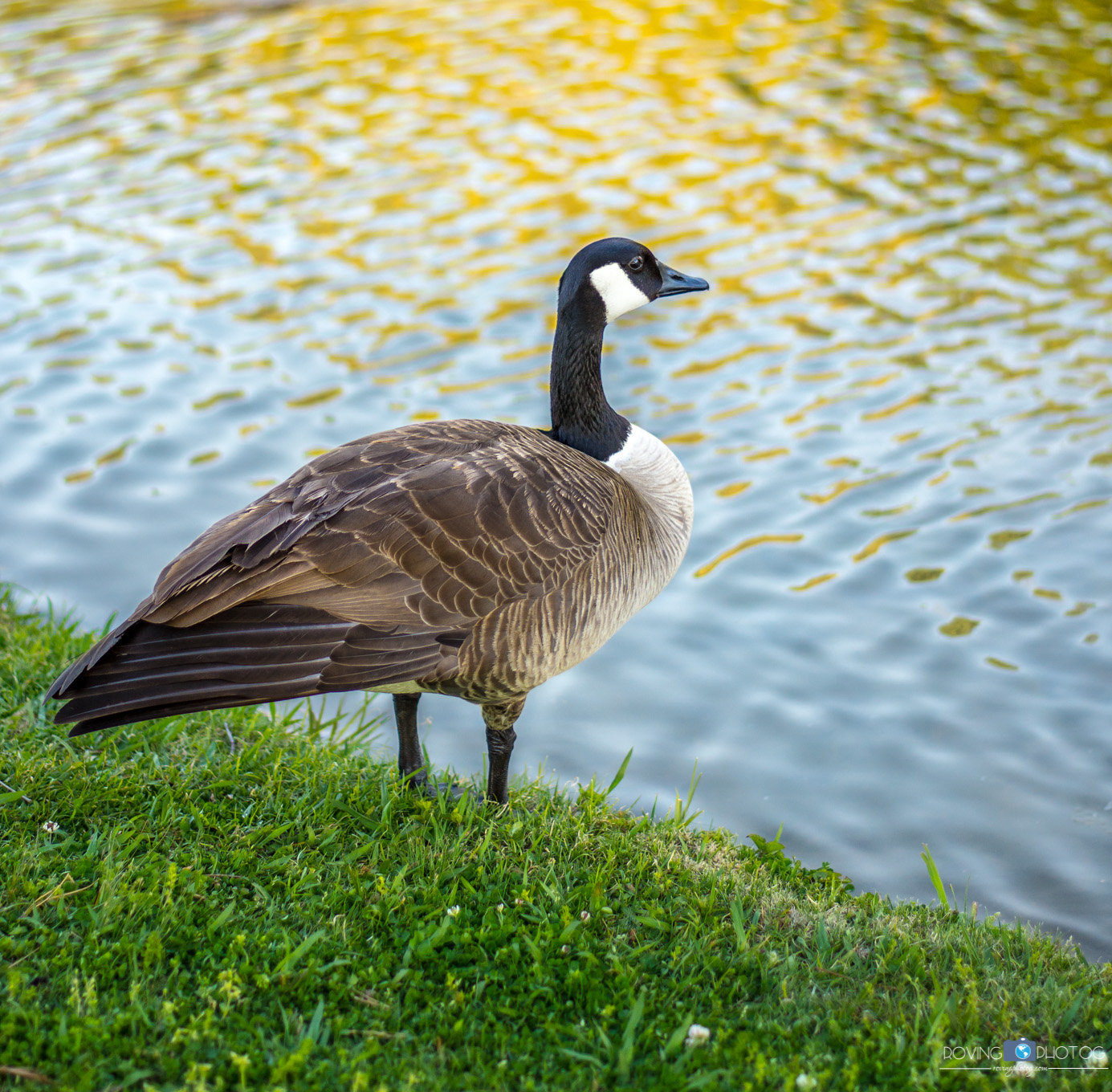 Goose [Avondale Park - Birmingham, AL]