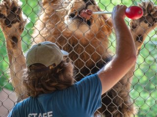 Feeding the kitties [Birmingham Zoo - Birmingham, AL]