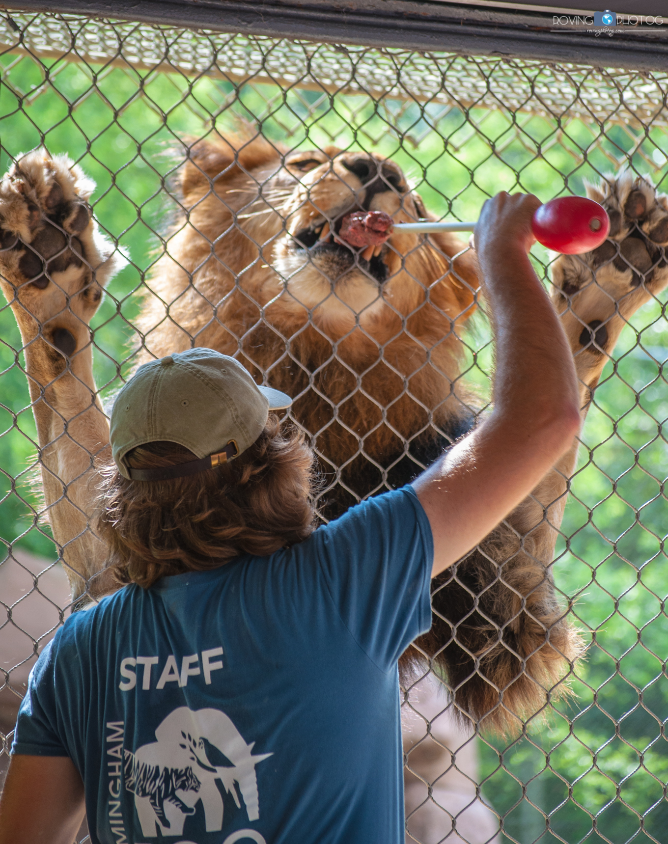 Feeding the kitties [Birmingham Zoo - Birmingham, AL]