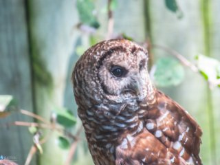 Being an Owl [Birmingham Zoo - Birmingham, AL]