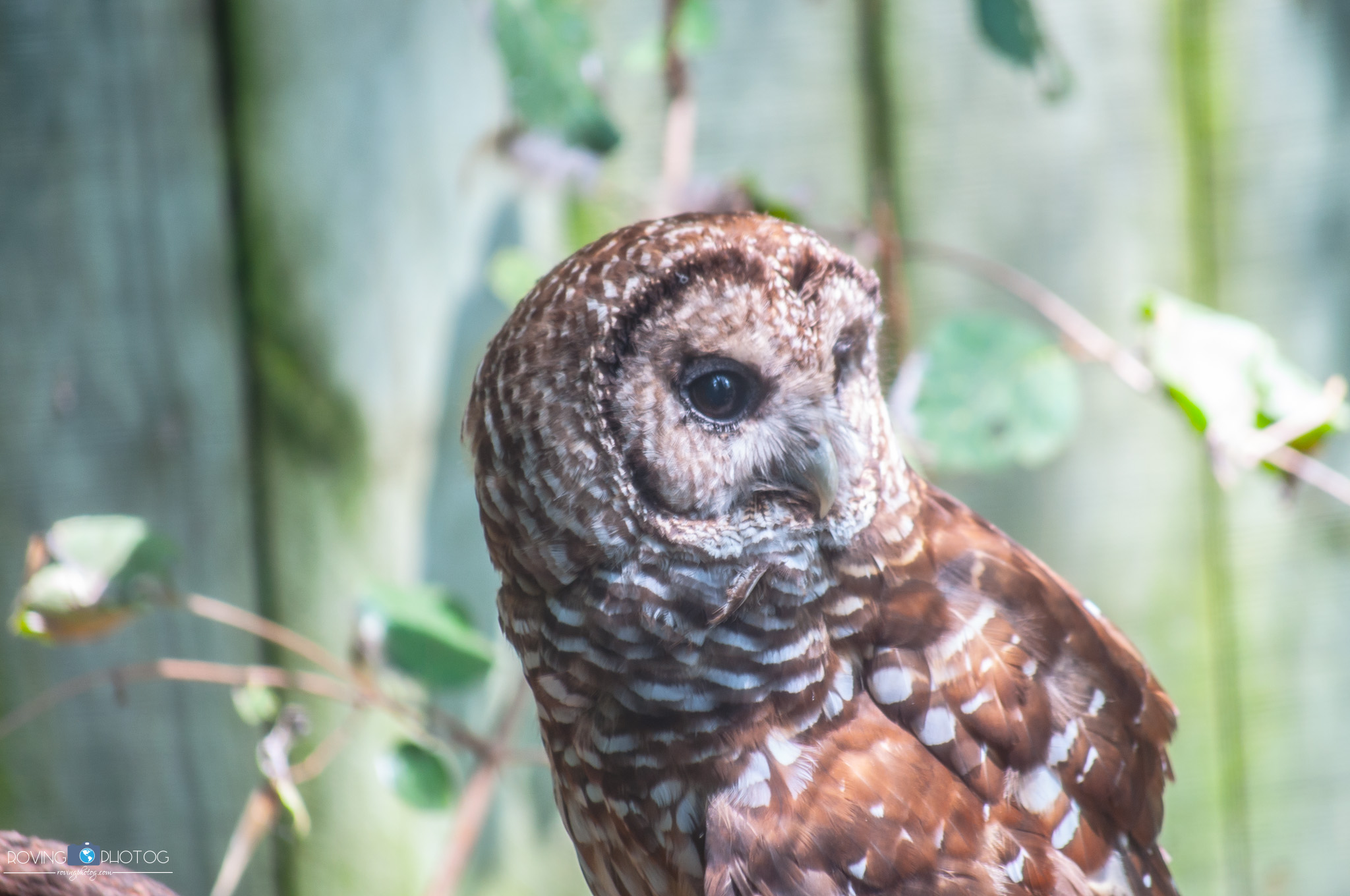 Being an Owl [Birmingham Zoo - Birmingham, AL]