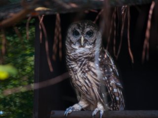 Nestled and watching [Birmingham Zoo - Birmingham, AL]