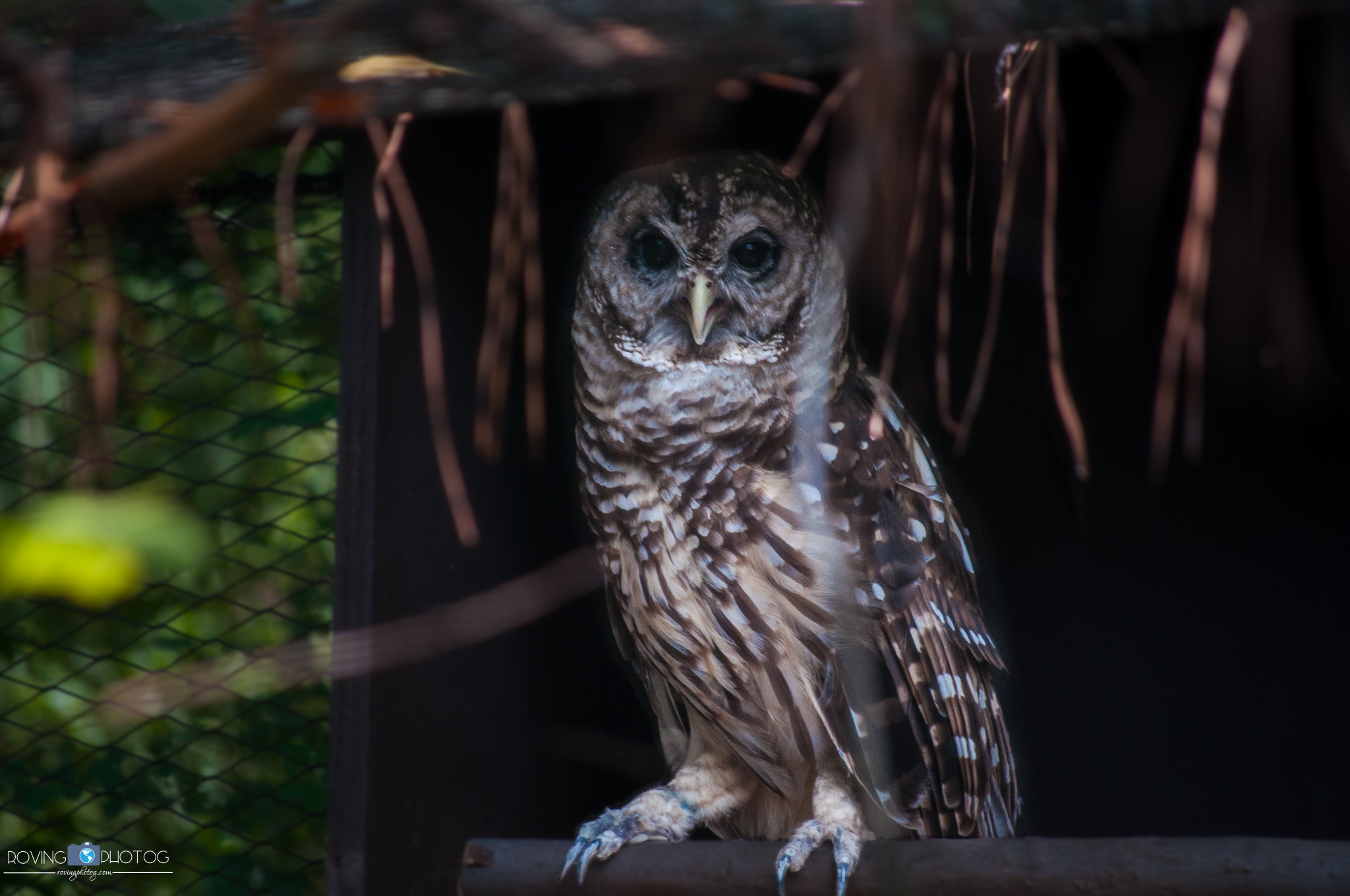 Nestled and watching [Birmingham Zoo - Birmingham, AL]