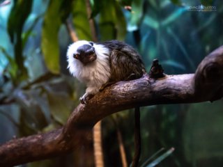 Pied Tamarin [Lincoln Park Zoo - Chicago, IL]