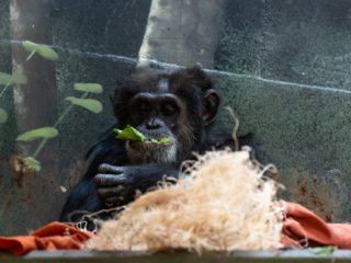 Keeping to himself [Lincoln Park Zoo - Chicago, IL]