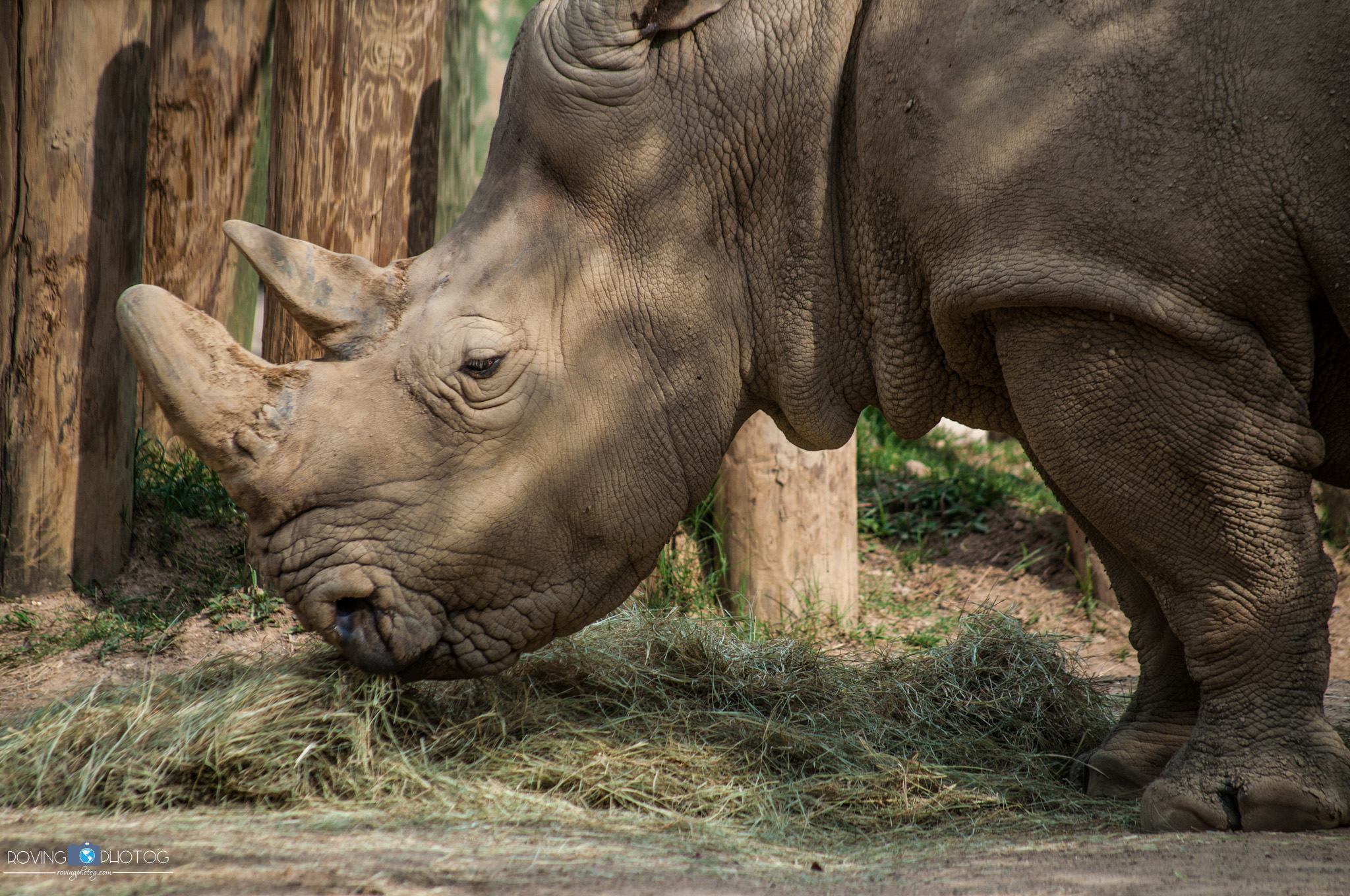 Dinner time [Birmingham Zoo - Birmingham, AL]