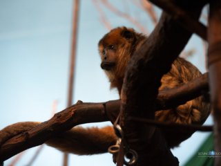 Southern Black Howler Monkey [Lincoln Park Zoo - Chicago, IL]