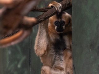 White-Cheeked Gibbon [Lincoln Park Zoo - Chicago, IL]