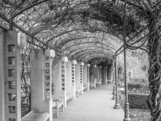 Viney arbor [Atlanta Botanical Gardens - Atlanta, GA]