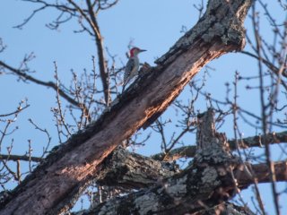 Woodpecker [F.D. McArthur Elementary School - Birmingham, AL]