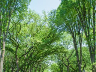 Serenity [Central Park - New York City, NY]