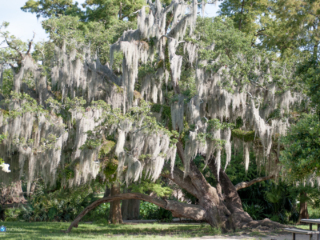 Spanish Moss Oak Tree [City Park - New Orleans, LA]