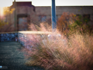 Setting sun against the grass [Railroad Park - Birmingham, AL]