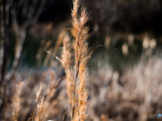 Wispy [Veterans Park - Hoover, AL]