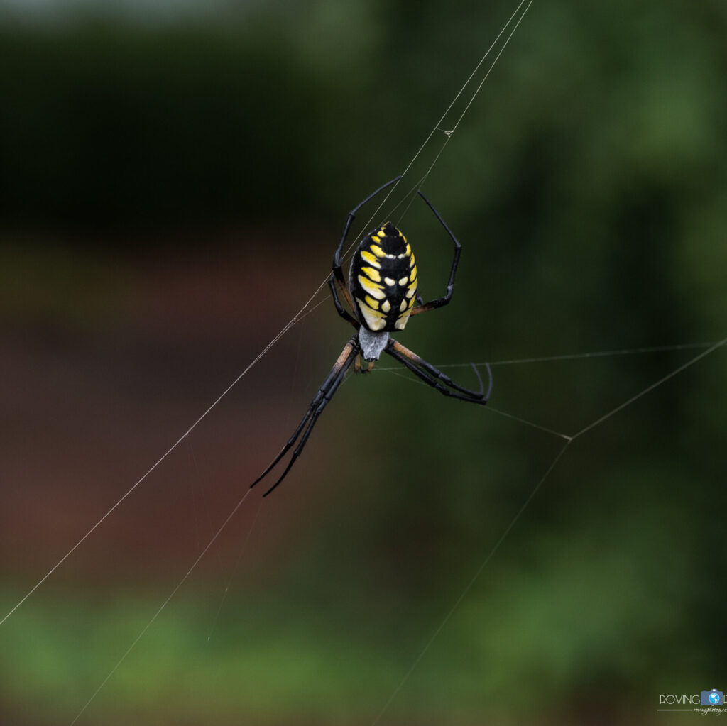 Yellow Garden Spider [Birmingham Botanical Gardens - Birmingham, AL]